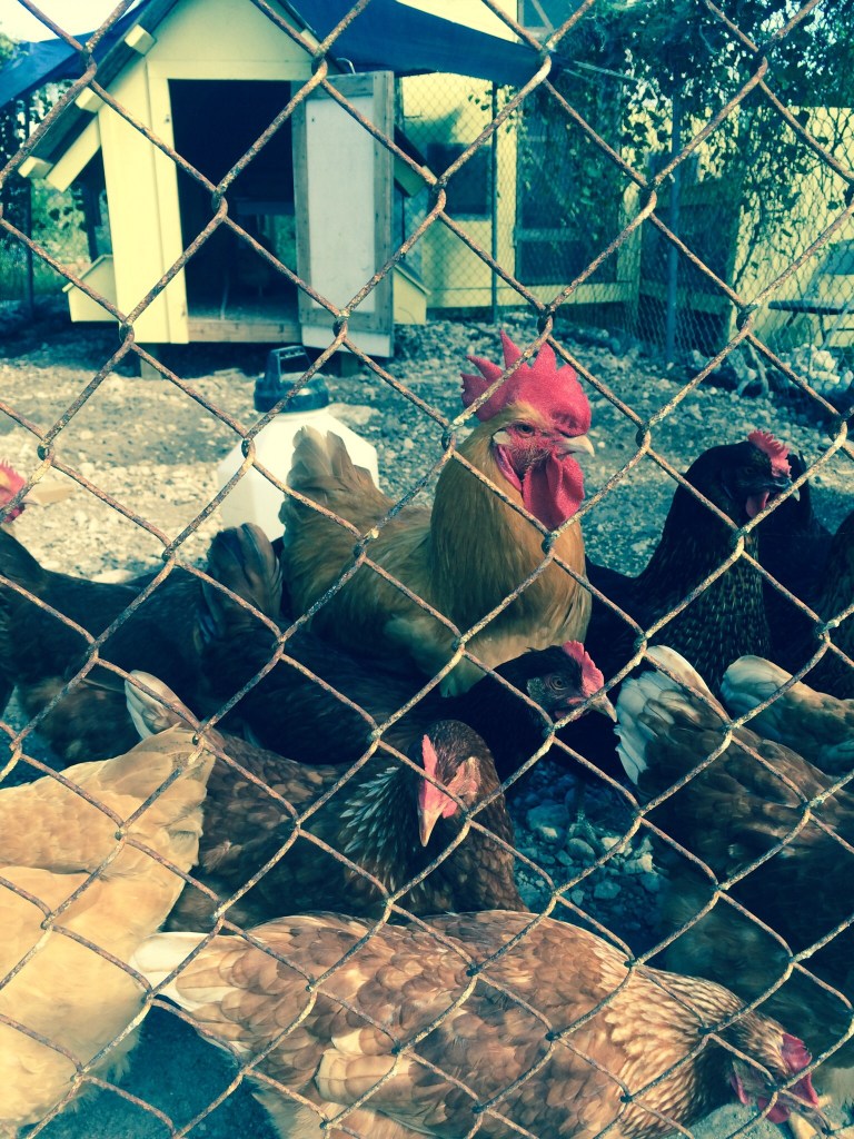 Lutra, towering over the others, greets me in the morning as I arrive with food.