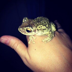 Washing-machine-frog being adorable.